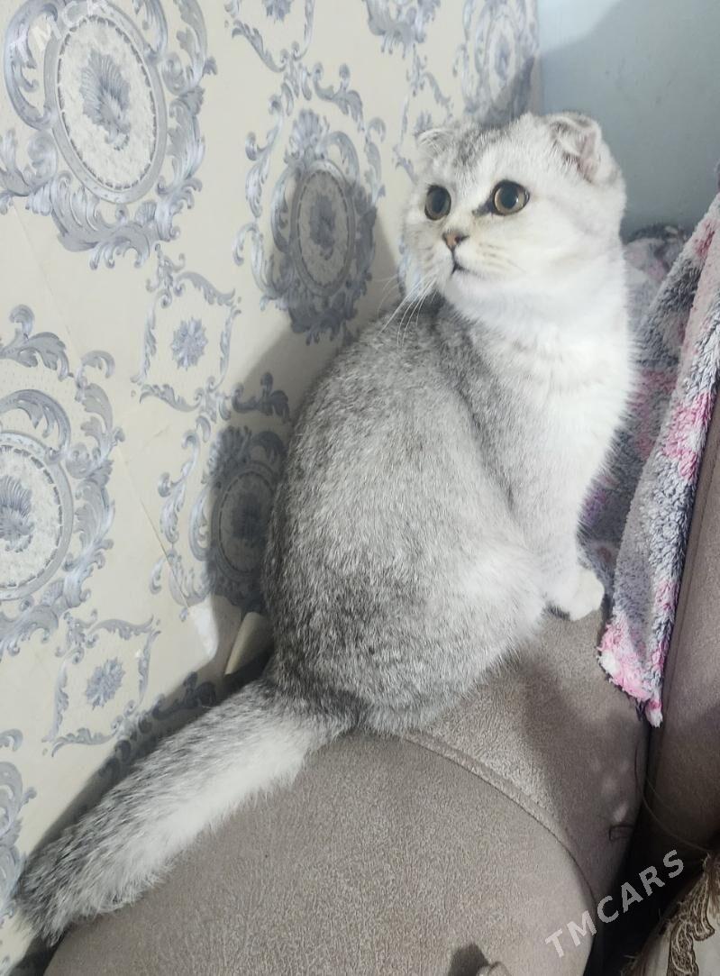 Шотландские котята - Ашхабад - img 3