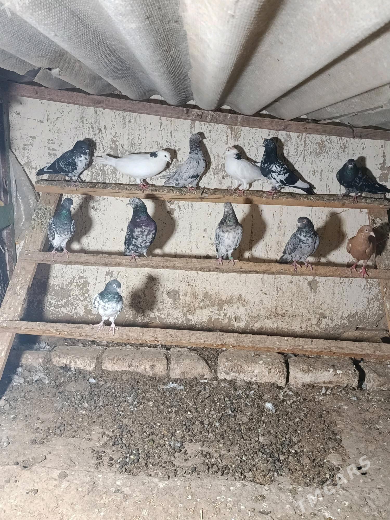 kepderi - Мары - img 4