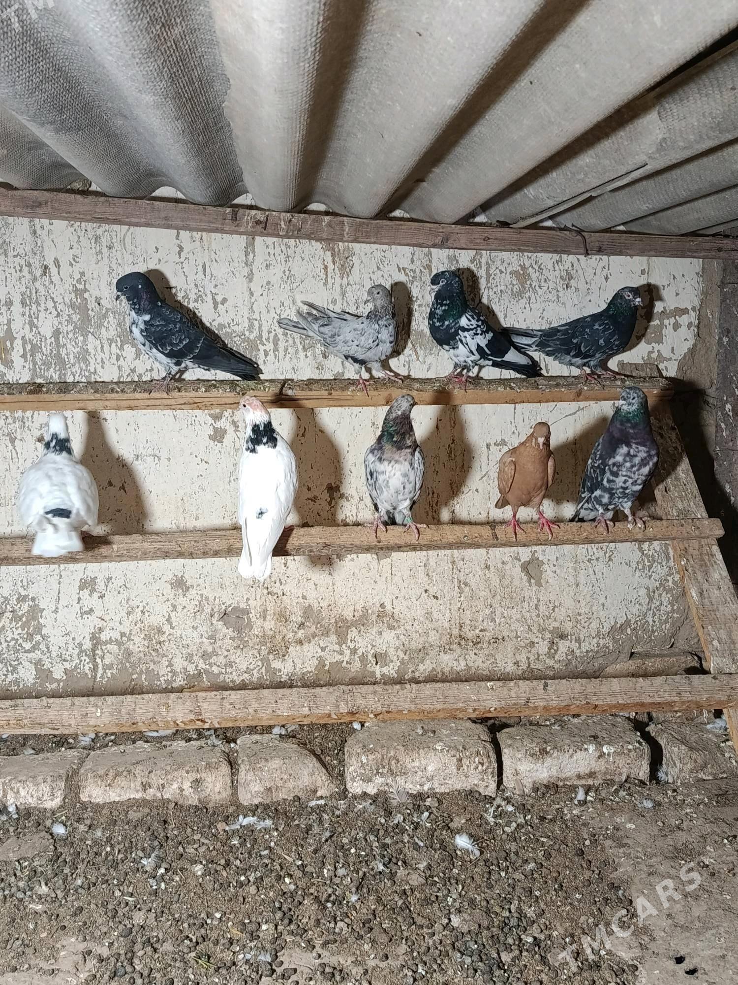 kepderi - Мары - img 2