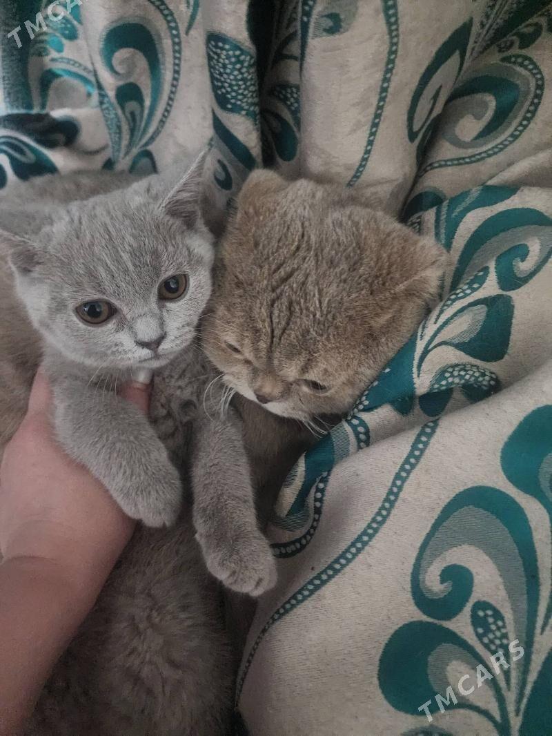Шотландские котята - Ашхабад - img 2
