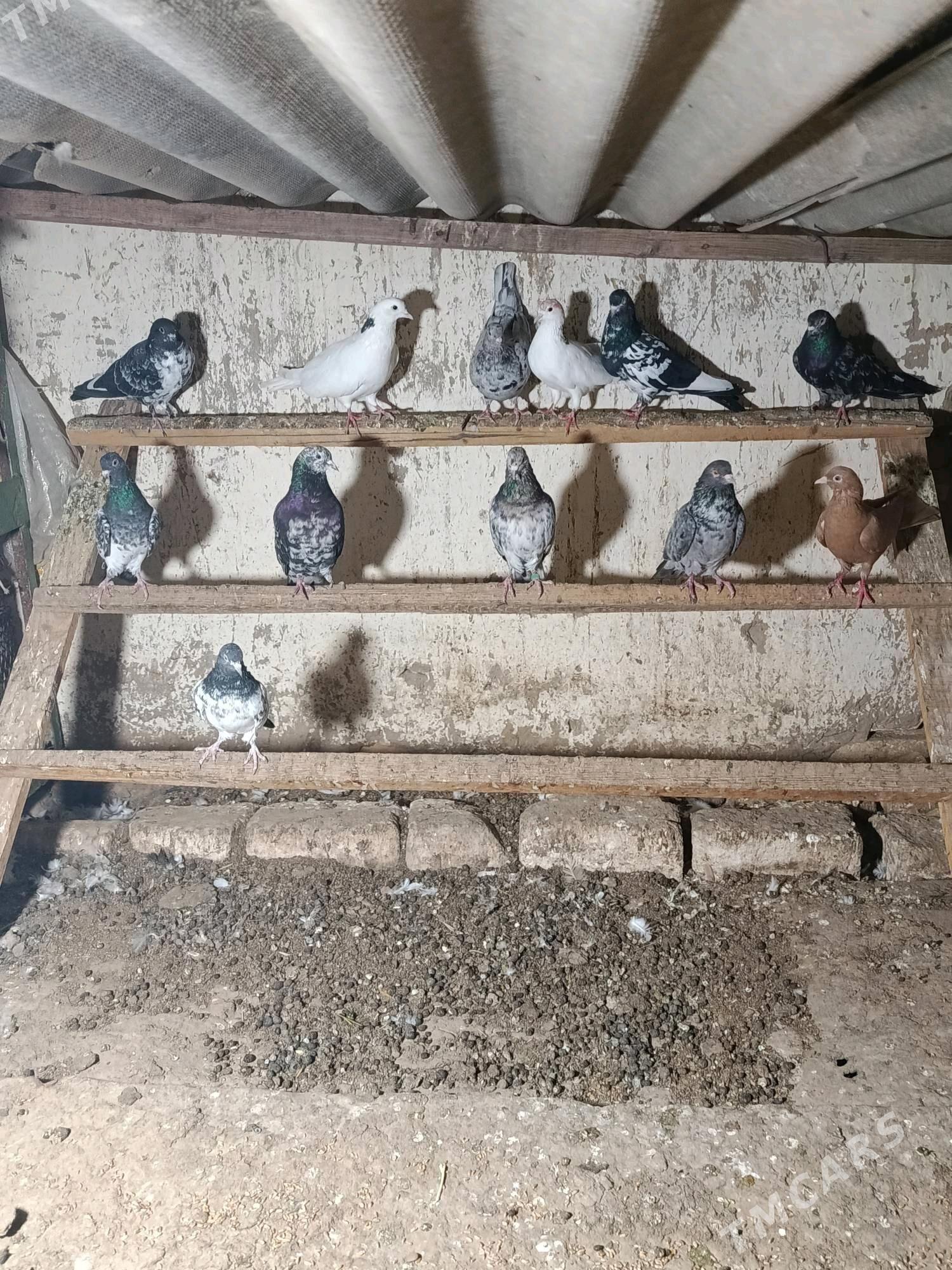 kepderi - Мары - img 3