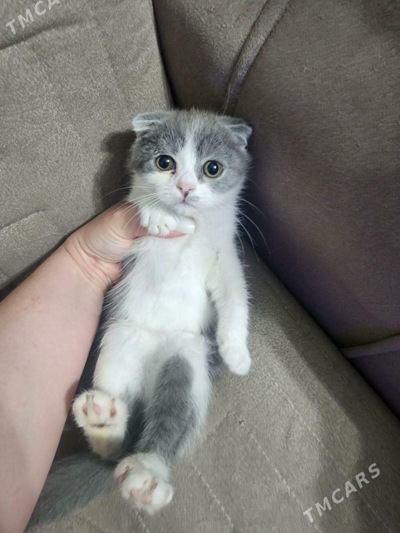 Шотландские котята - Ашхабад - img 4