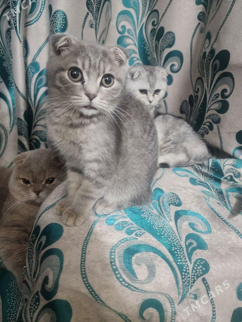 Шотландские котята - Ашхабад - img 5