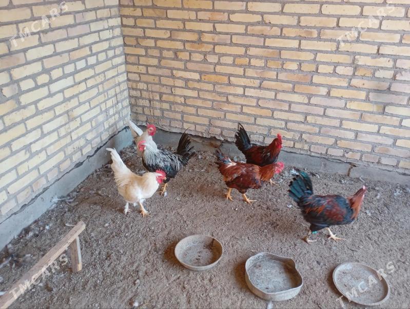 местный хоразлар - Фарап - img 1