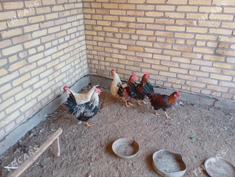 местный хоразлар - Фарап - img 2