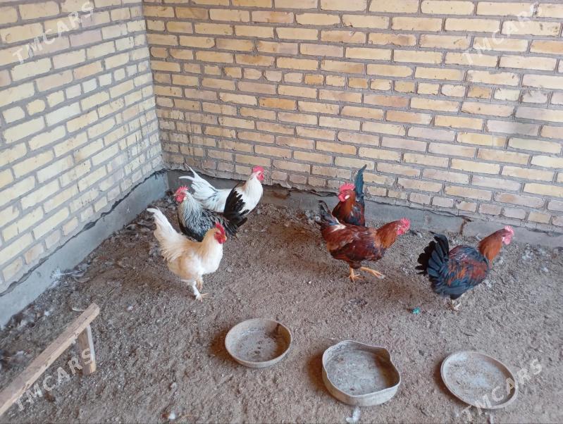 местный хоразлар - Фарап - img 3