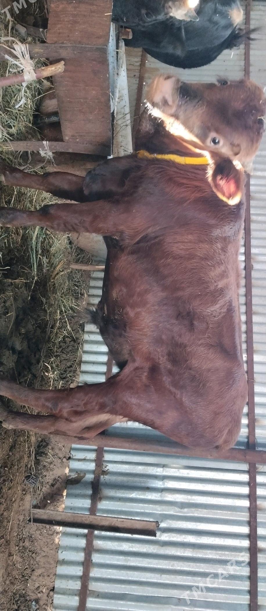 Öküz 2sany - Бабадайхан - img 2