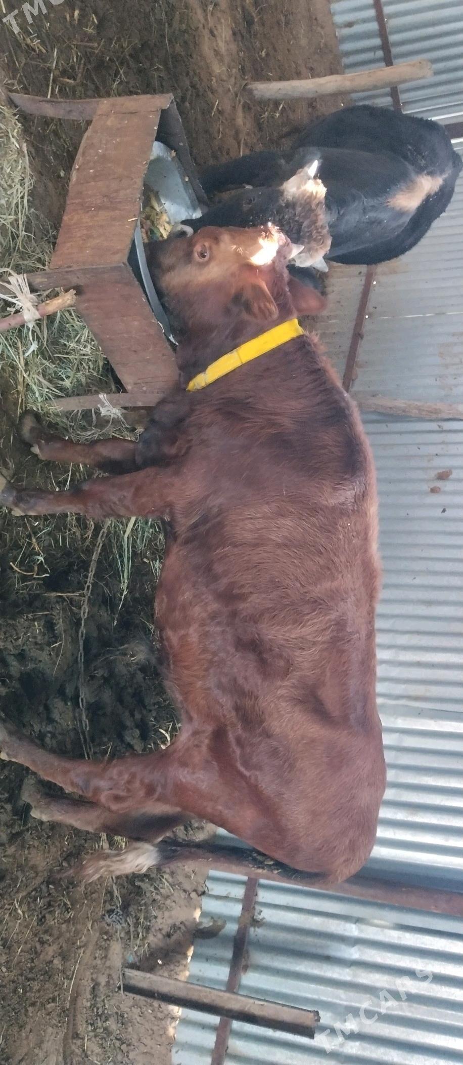 Öküz 2sany - Бабадайхан - img 6