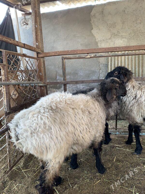 Tokly - Çoganly - img 4