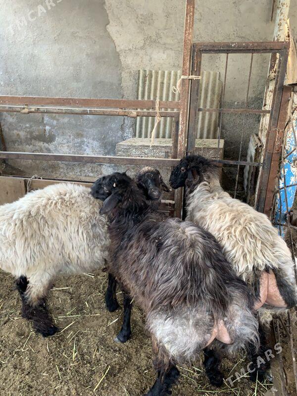 Tokly - Çoganly - img 6