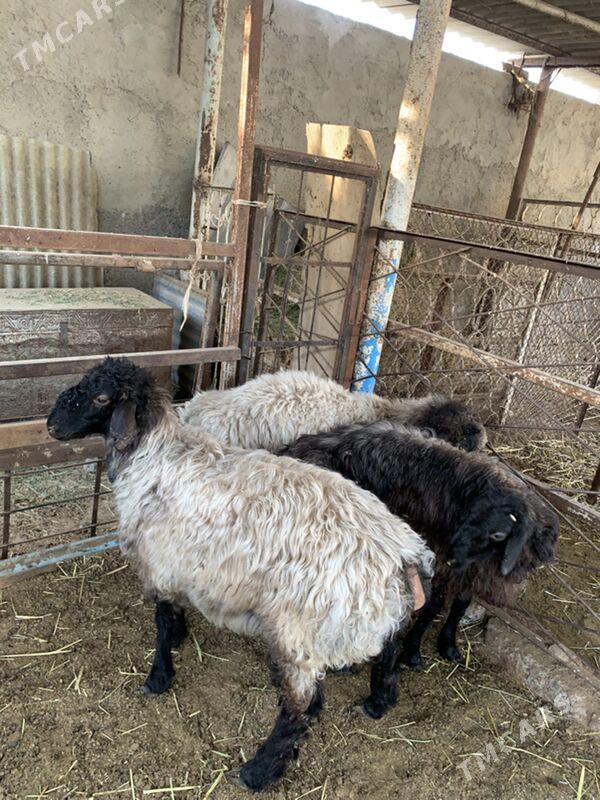 Tokly - Çoganly - img 2