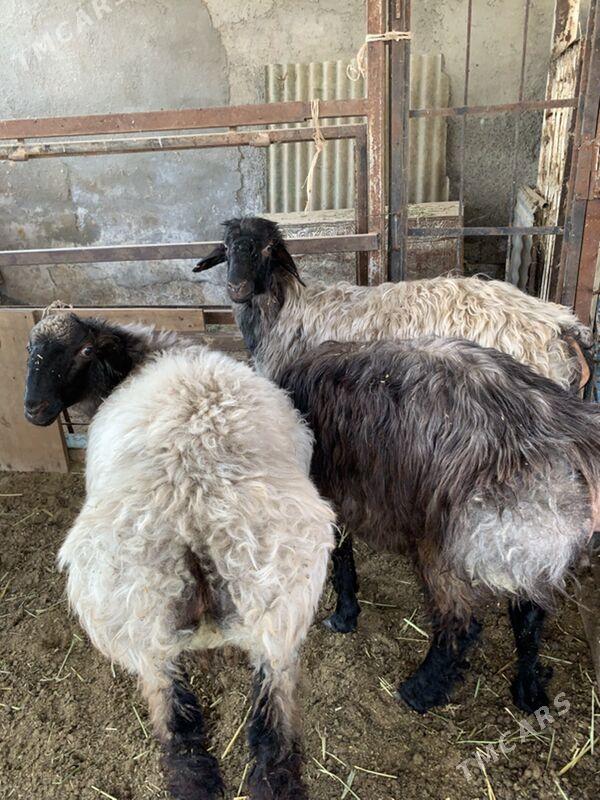 Tokly - Çoganly - img 3