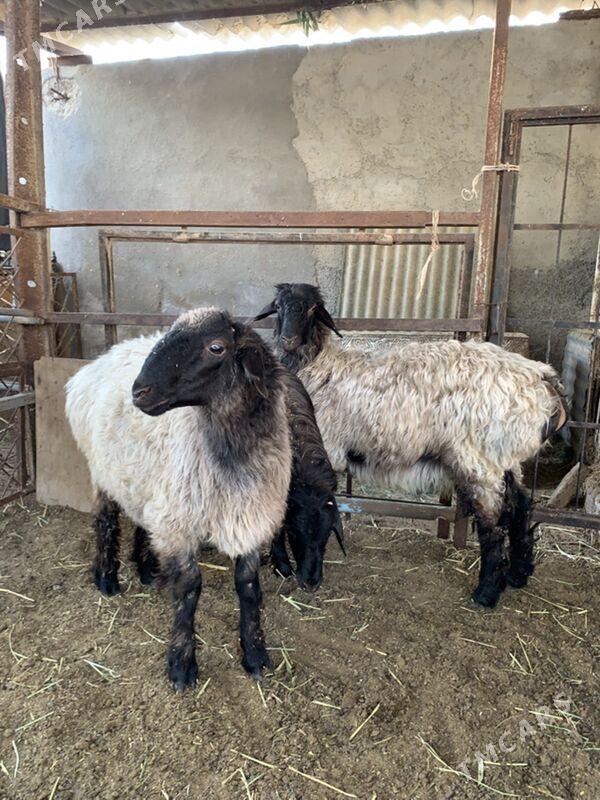 Tokly - Çoganly - img 5