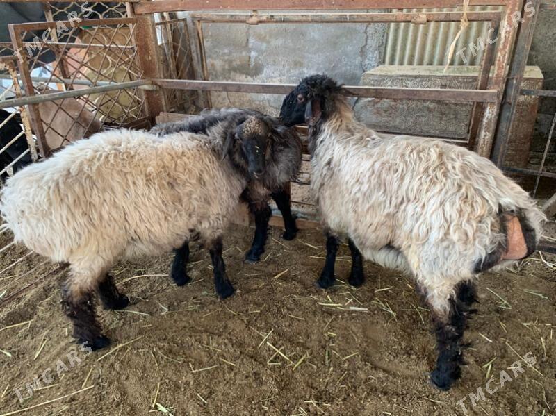 Tokly - Çoganly - img 8