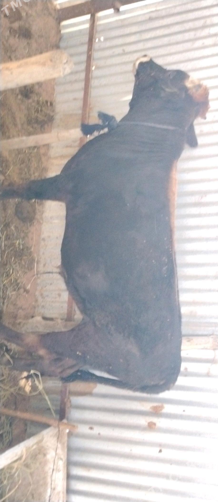 Öküz 2sany - Бабадайхан - img 3