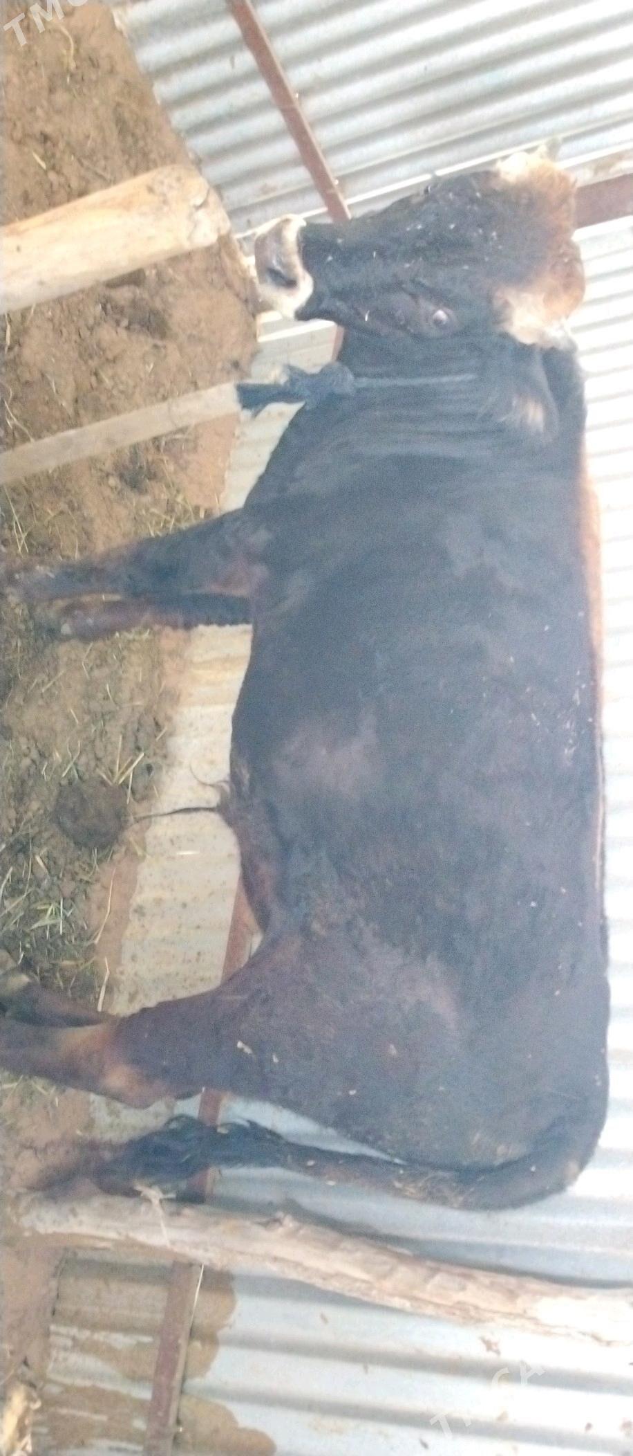 Öküz 2sany - Бабадайхан - img 5