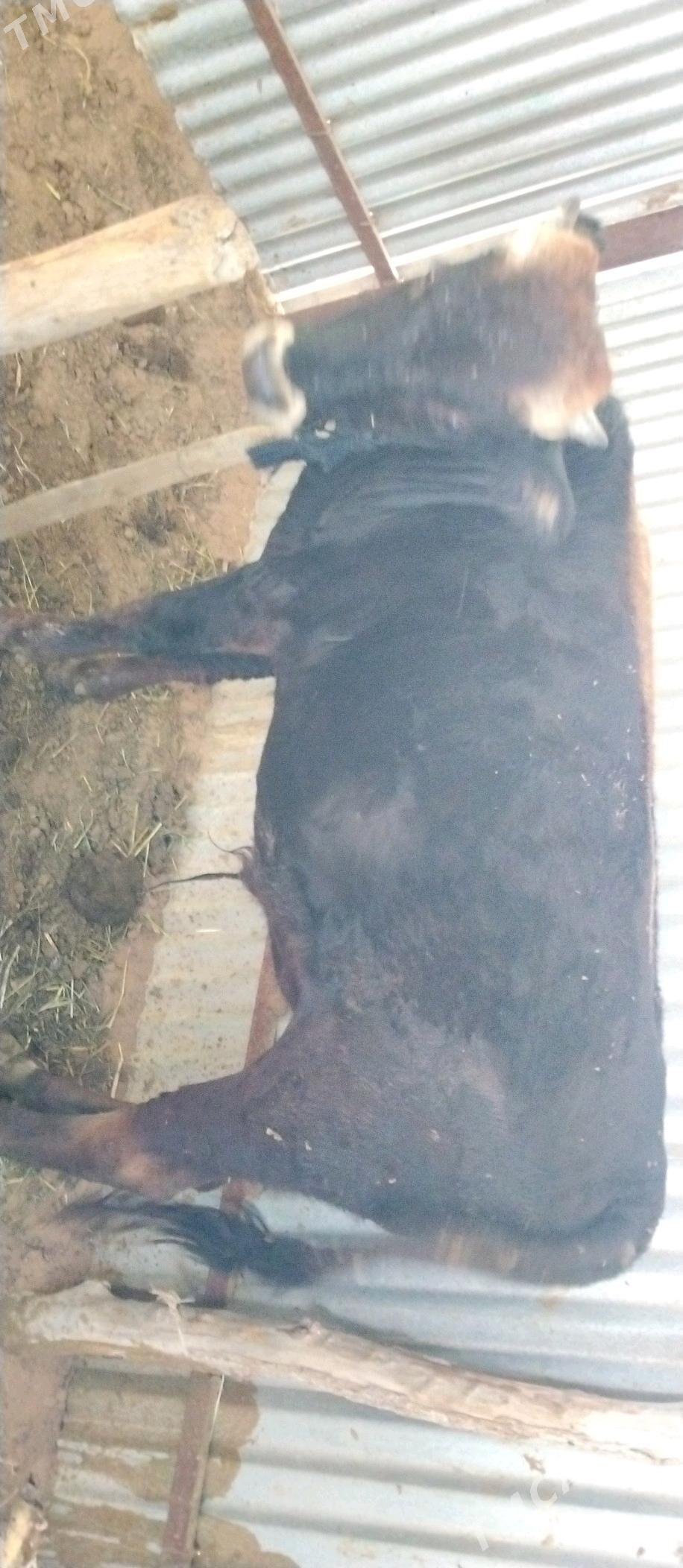 Öküz 2sany - Бабадайхан - img 4