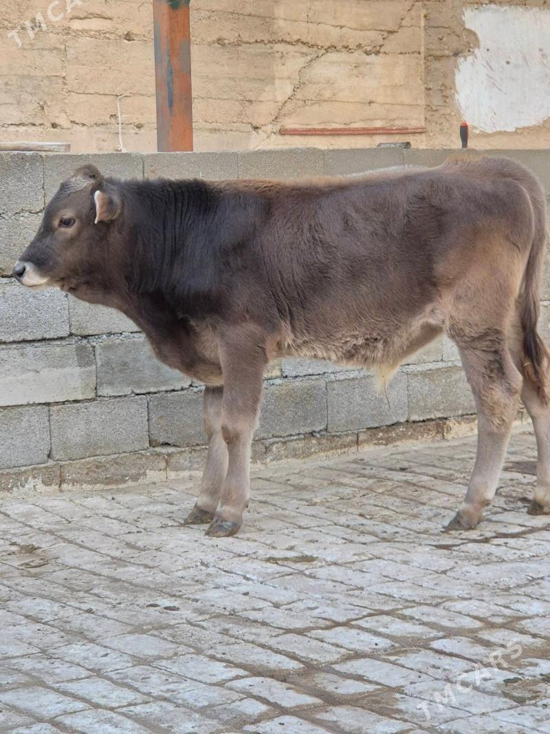 Okuzçe - Aşgabat - img 1