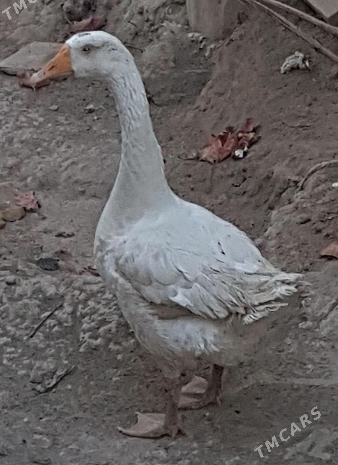 gaz guş - Daşoguz - img 1