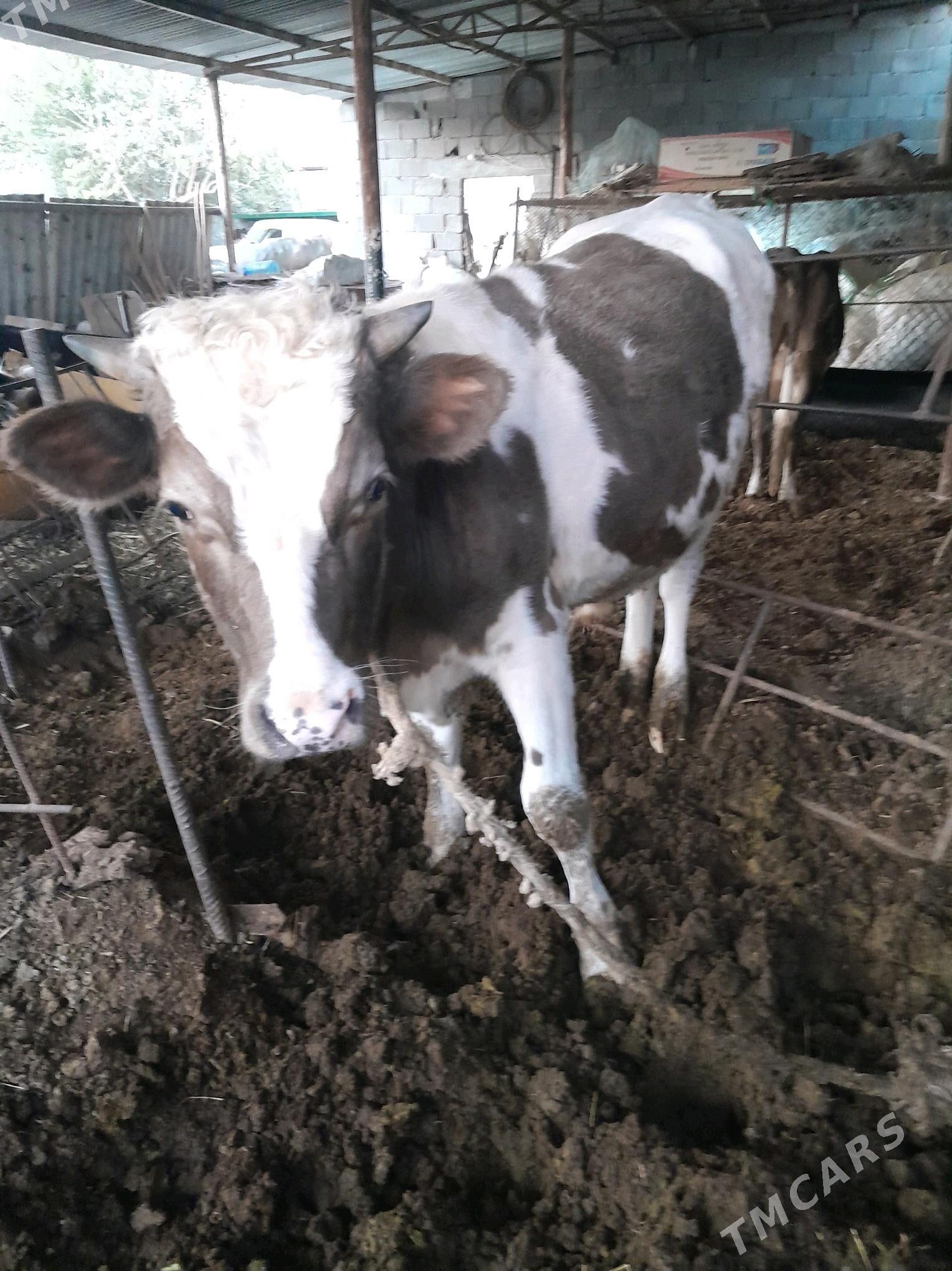 Argilan çakyşdyrlan öküz - Gökdepe - img 2