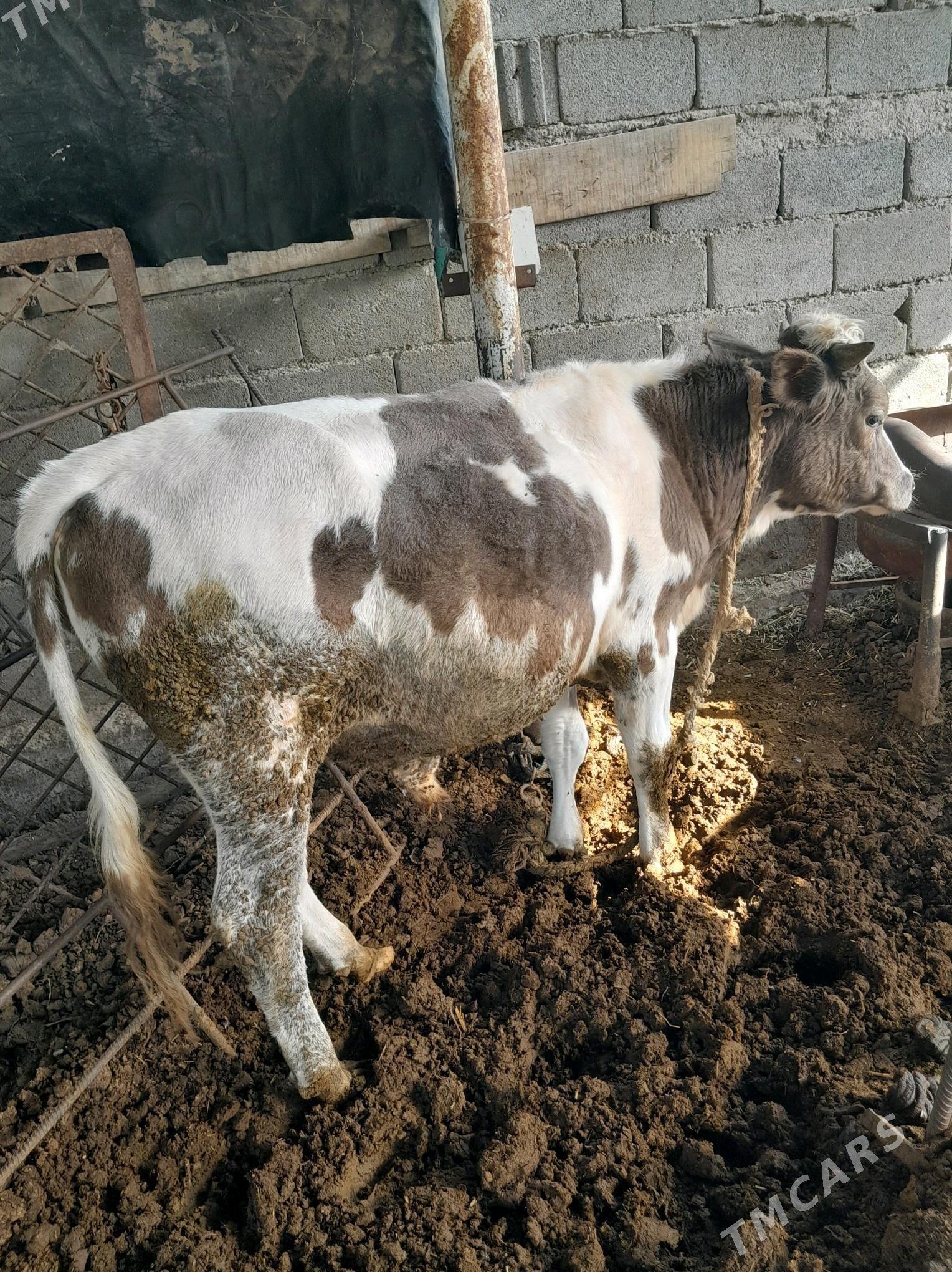 Argilan çakyşdyrlan öküz - Gökdepe - img 3