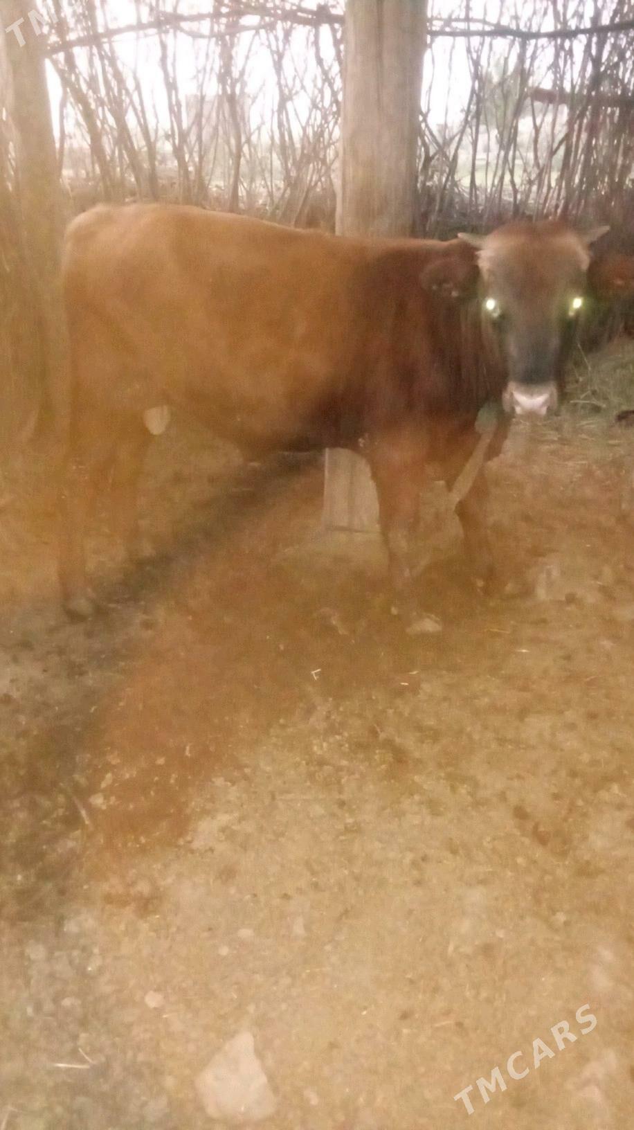 okiz - Бабадайхан - img 3