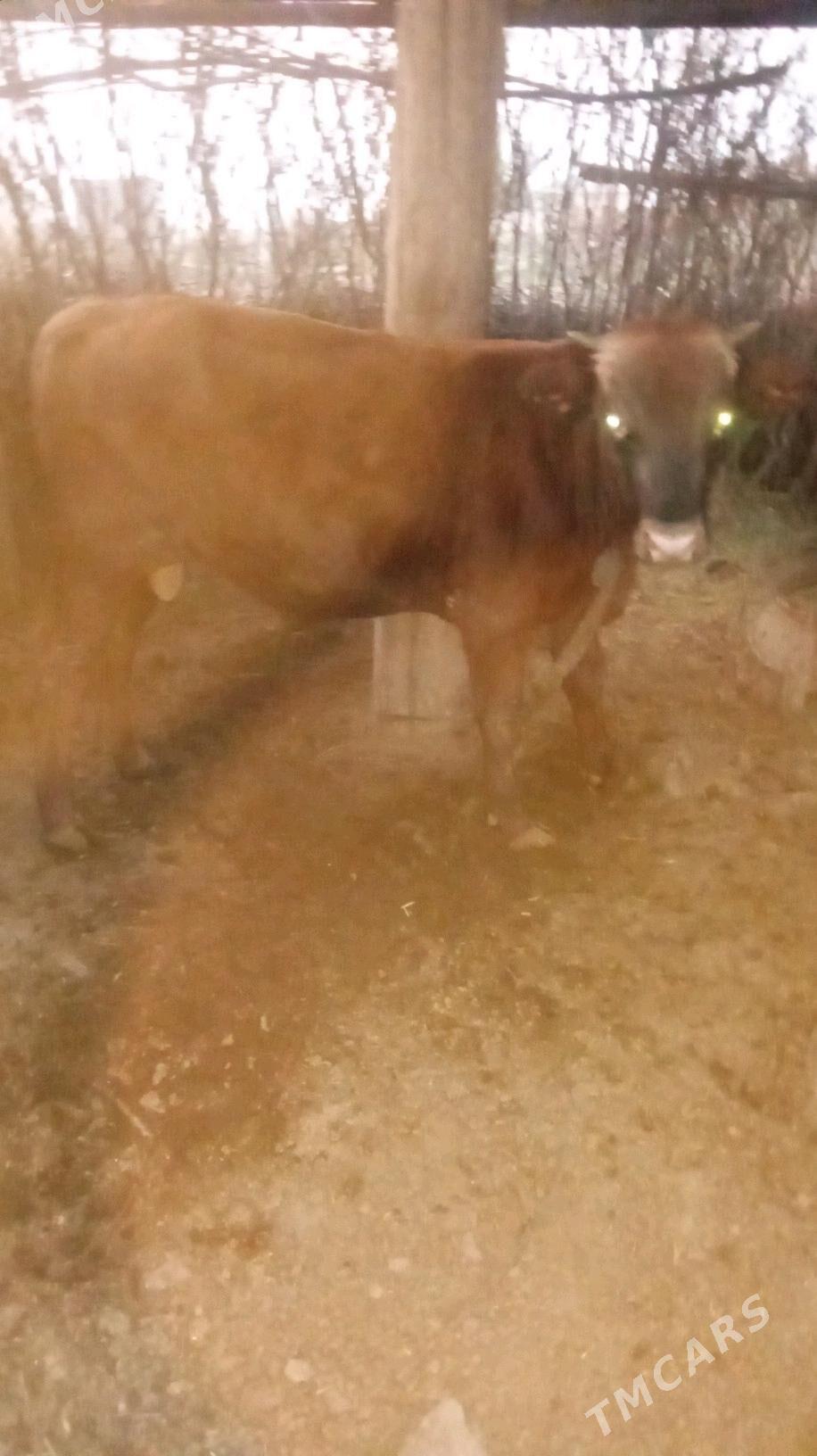 okiz - Бабадайхан - img 2