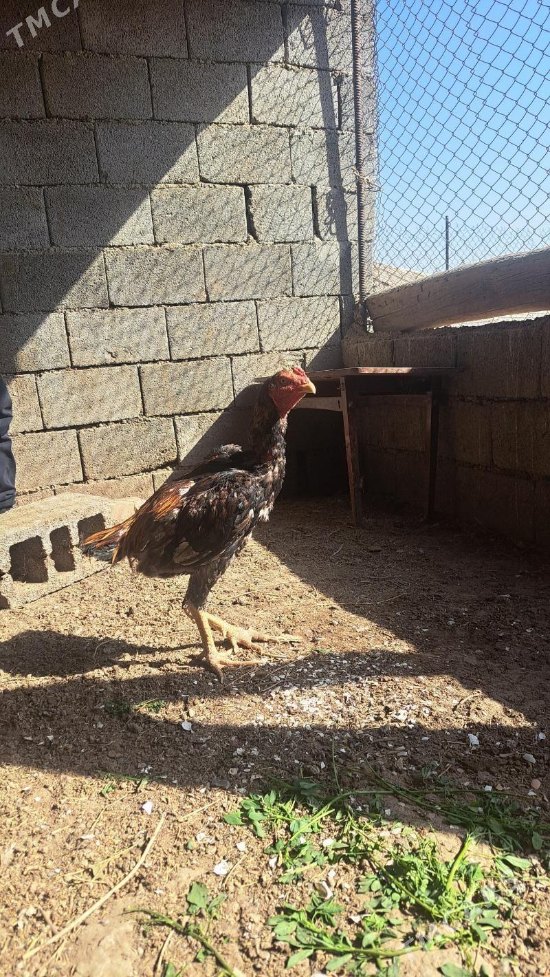 Taşgent horaz - Bagyr - img 2