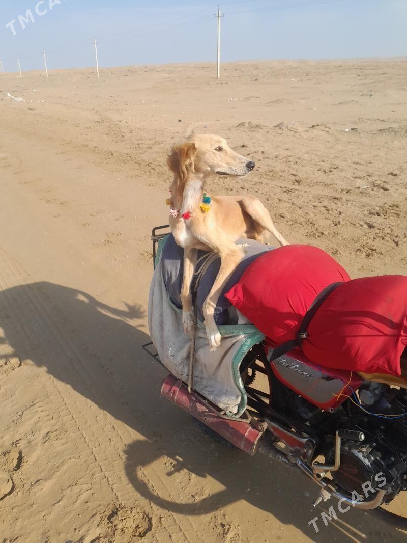 tazy - Esenguly - img 2