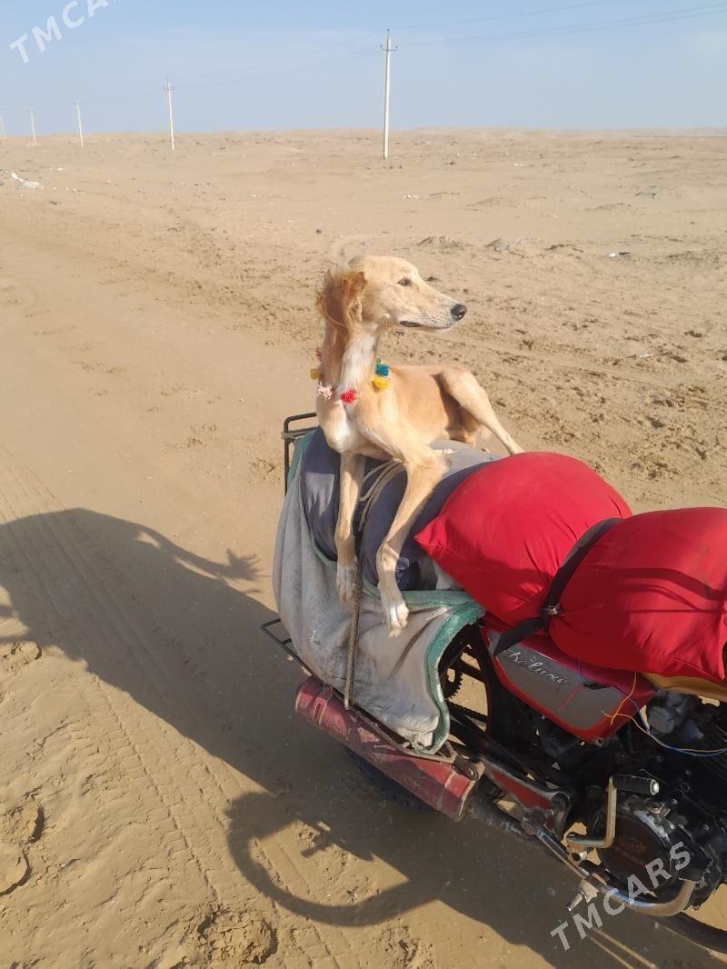 tazy - Esenguly - img 1