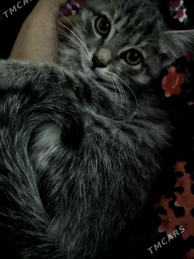 pisikler - Туркменабат - img 3