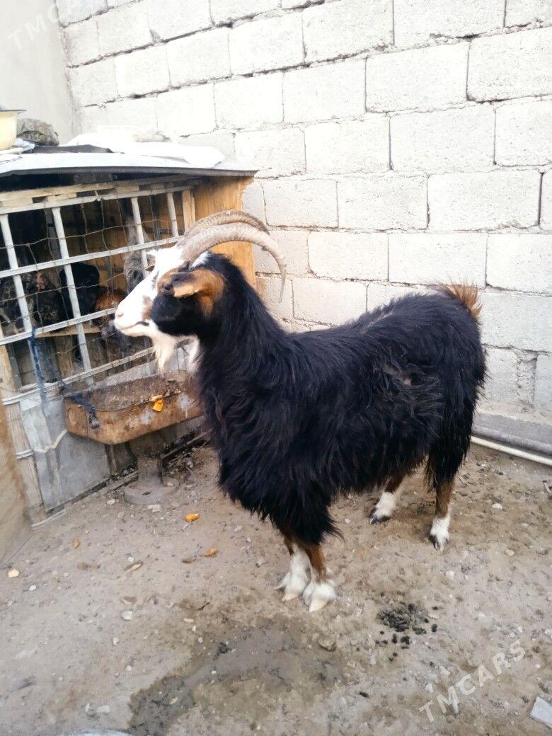 Geçi - Balkanabat - img 1
