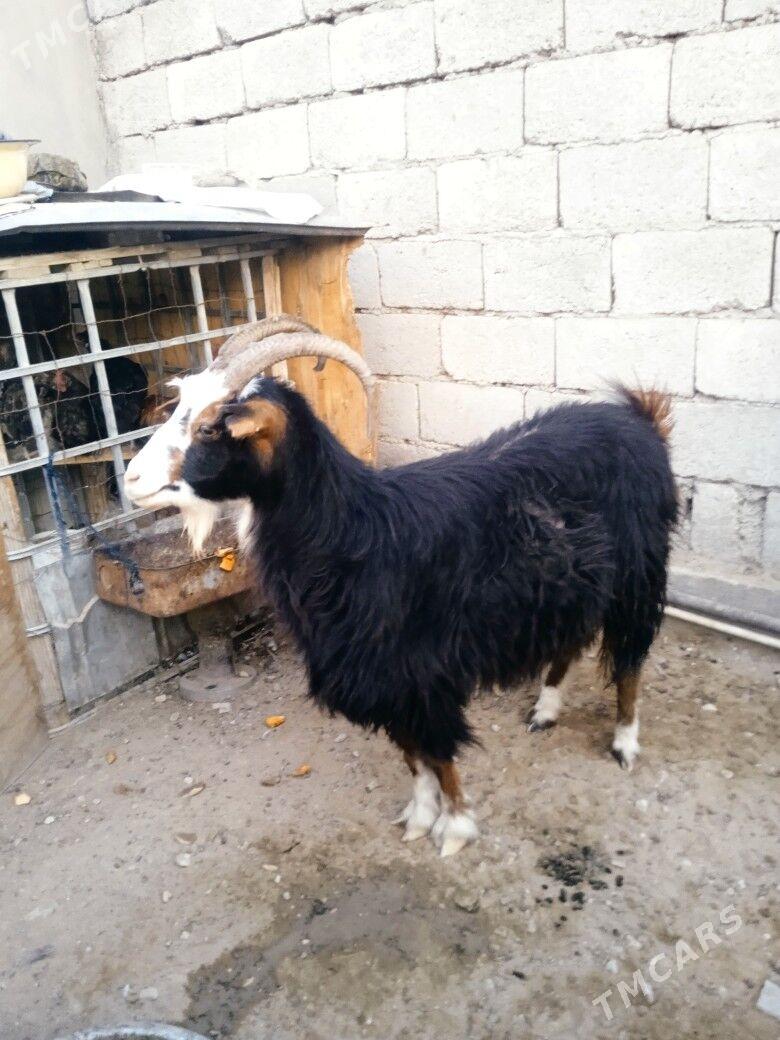 Geçi - Balkanabat - img 2