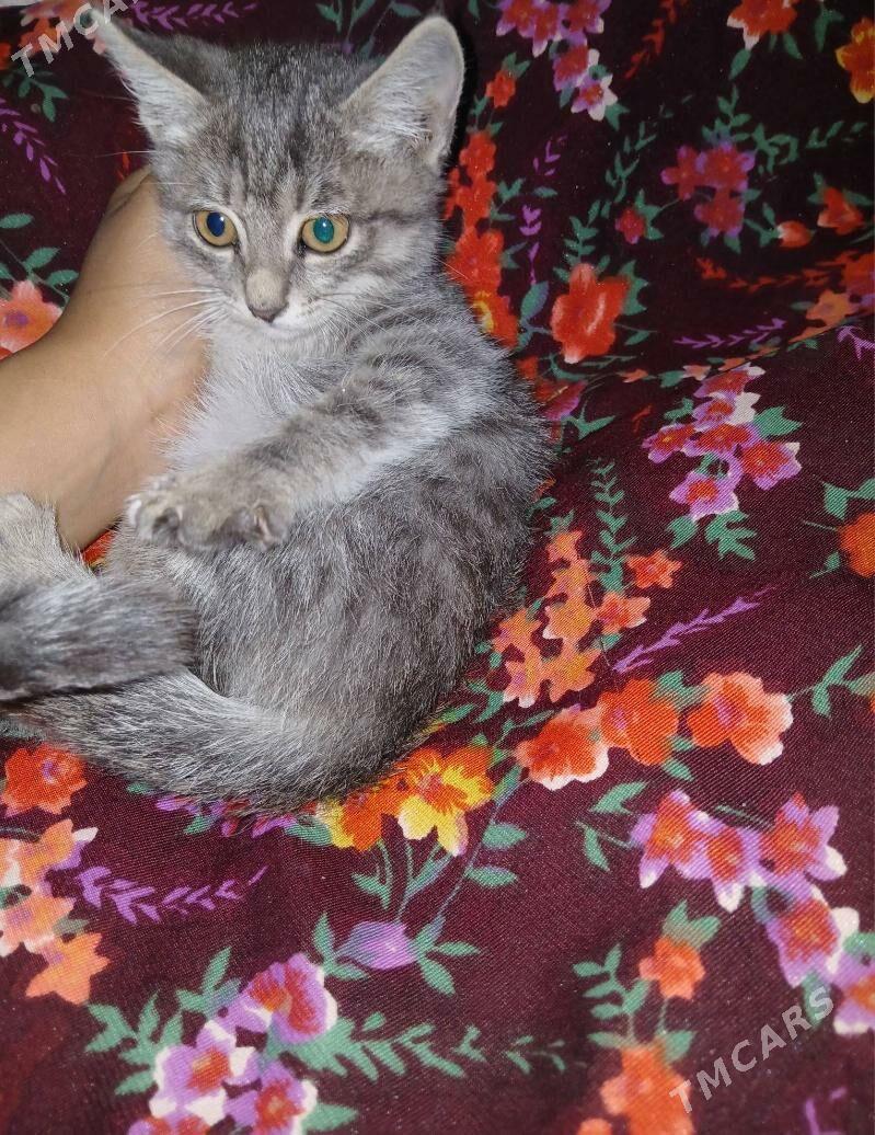 pisikler - Туркменабат - img 5