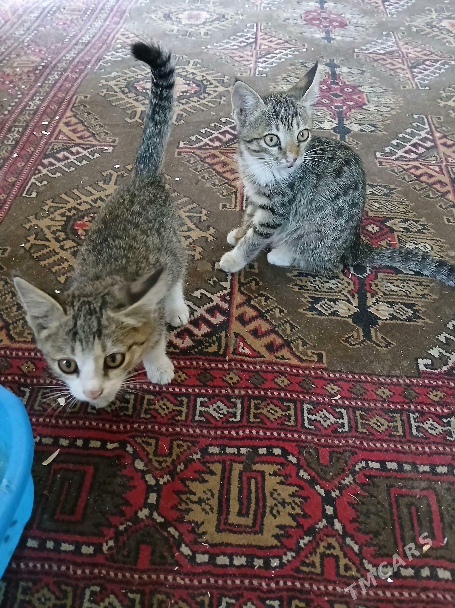 pisikler - Туркменабат - img 4