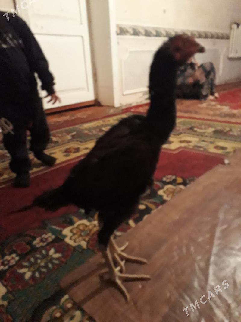 juja - Гороглы (Тагта) - img 2