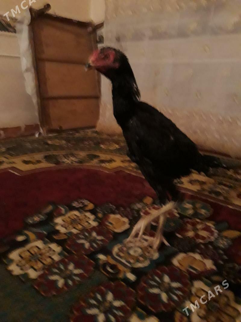 juja - Гороглы (Тагта) - img 1