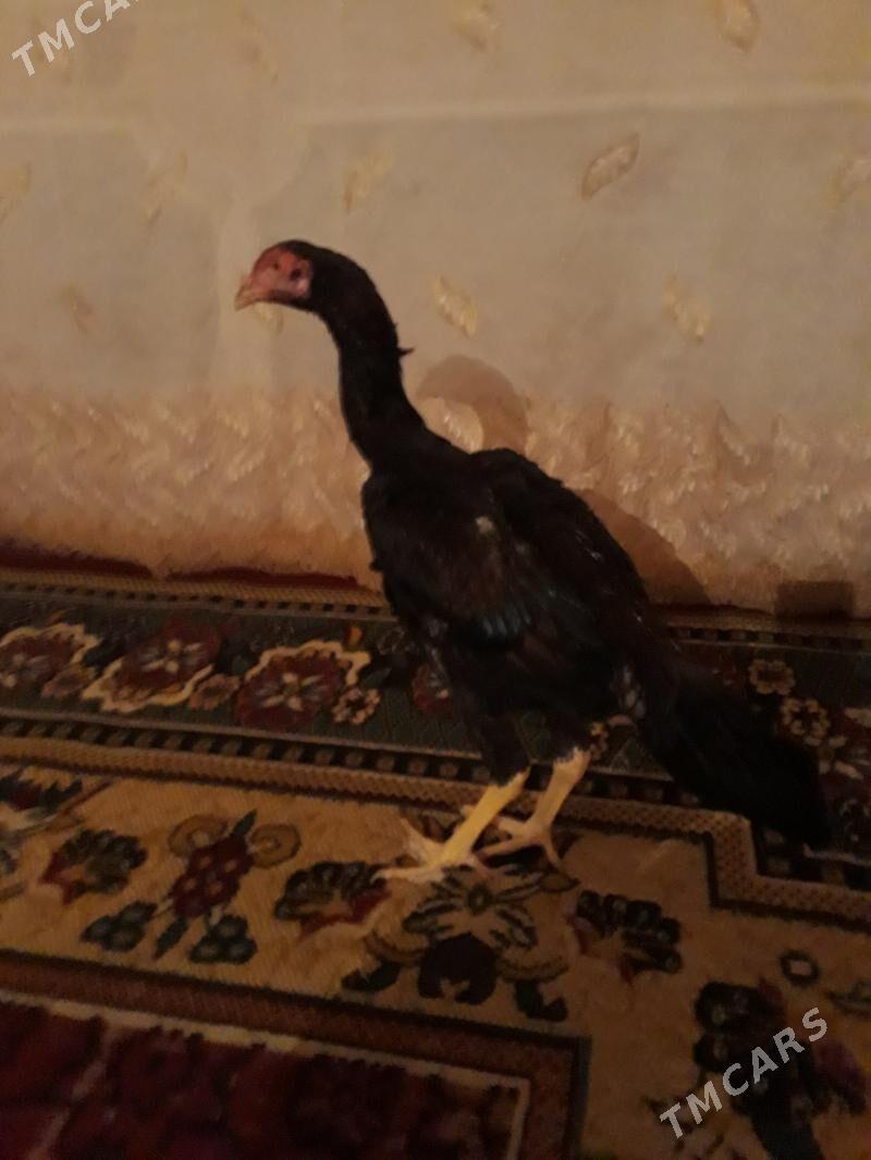 juja - Гороглы (Тагта) - img 3