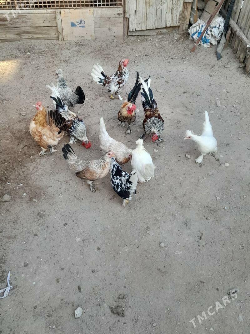 karlik tawuk - Balkanabat - img 2
