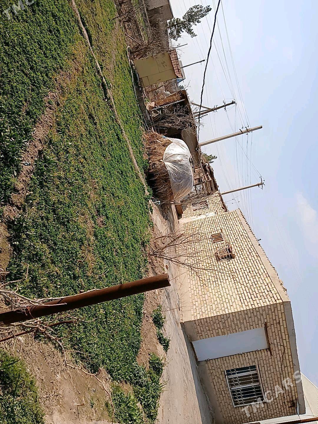 Gres daca - Mary - img 6