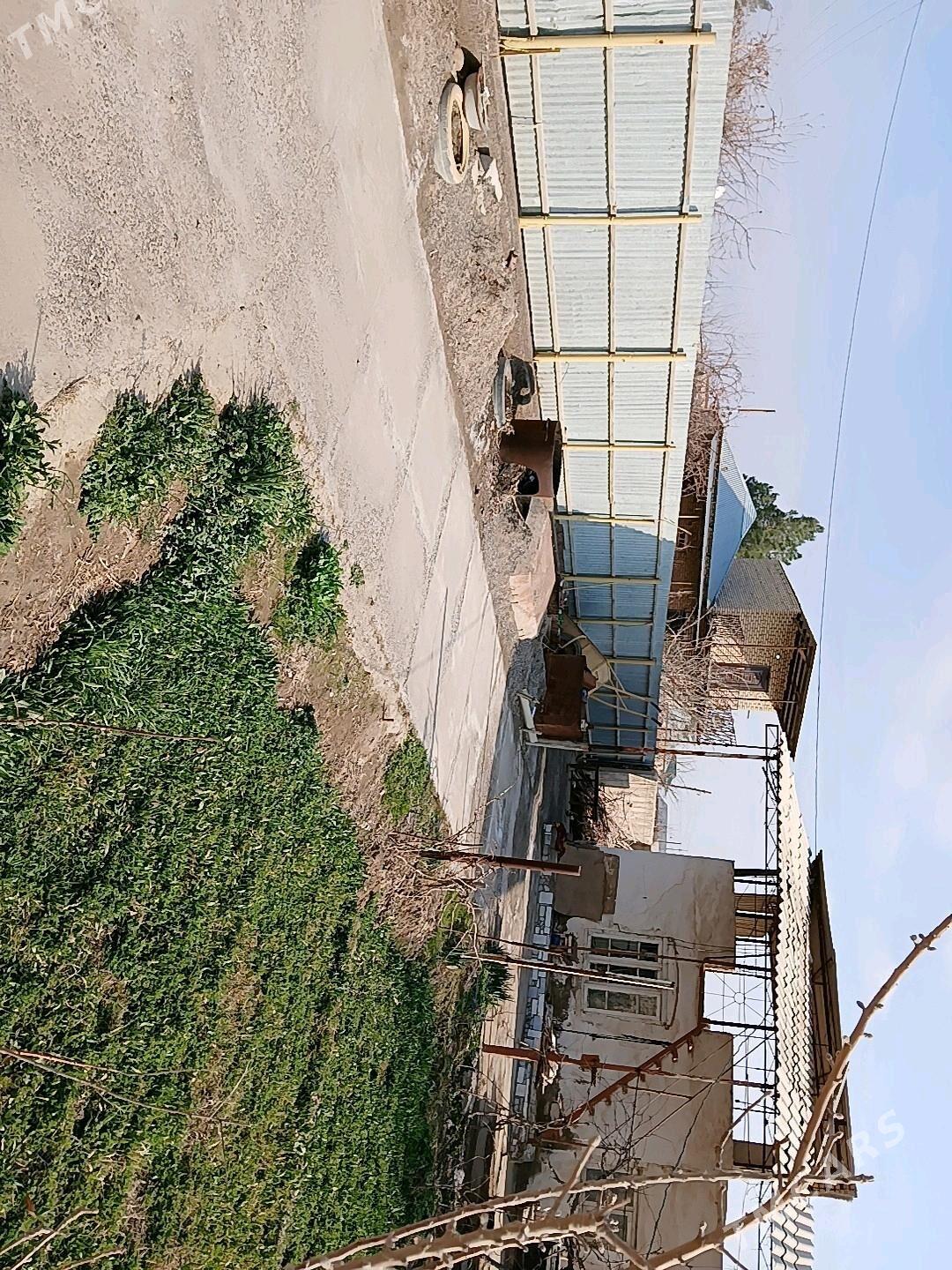 Gres daca - Mary - img 3