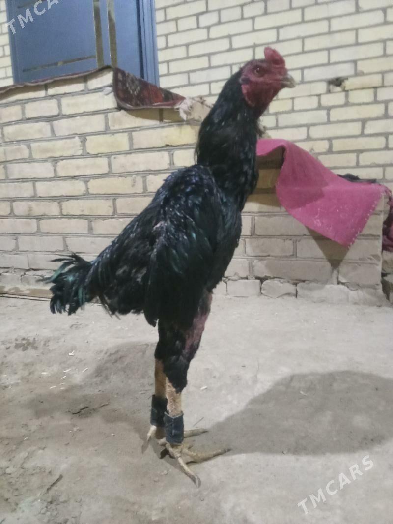 pihci - Kerki - img 3