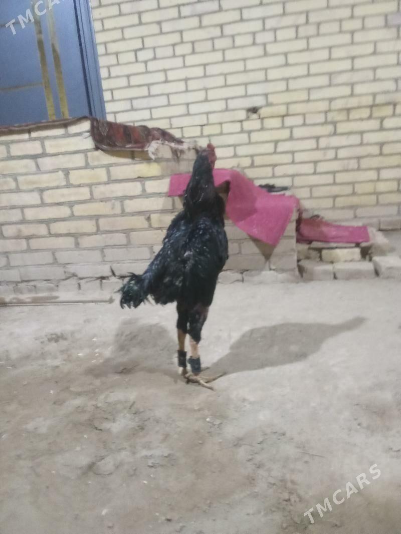 pihci - Kerki - img 2