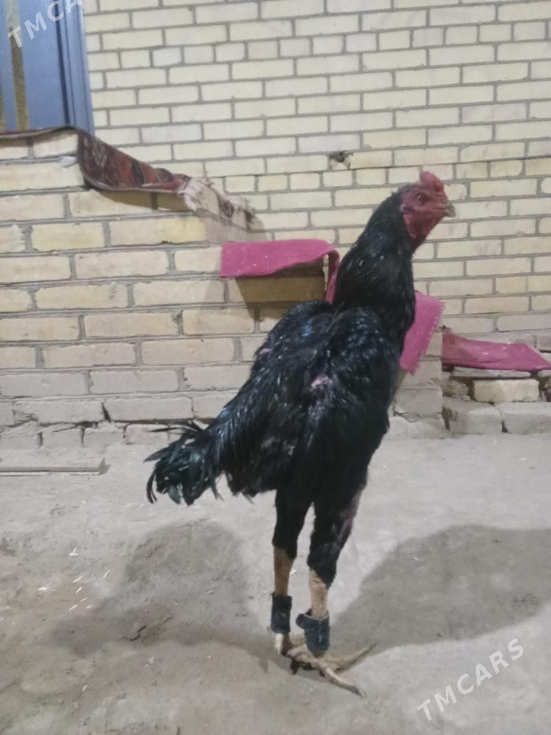 pihci - Kerki - img 4