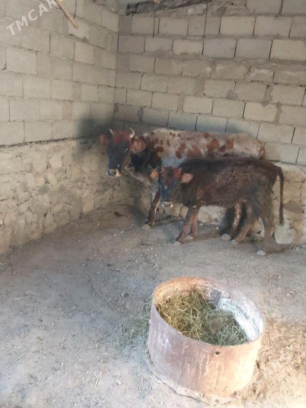 Sygyr gòleli - Bereket - img 1