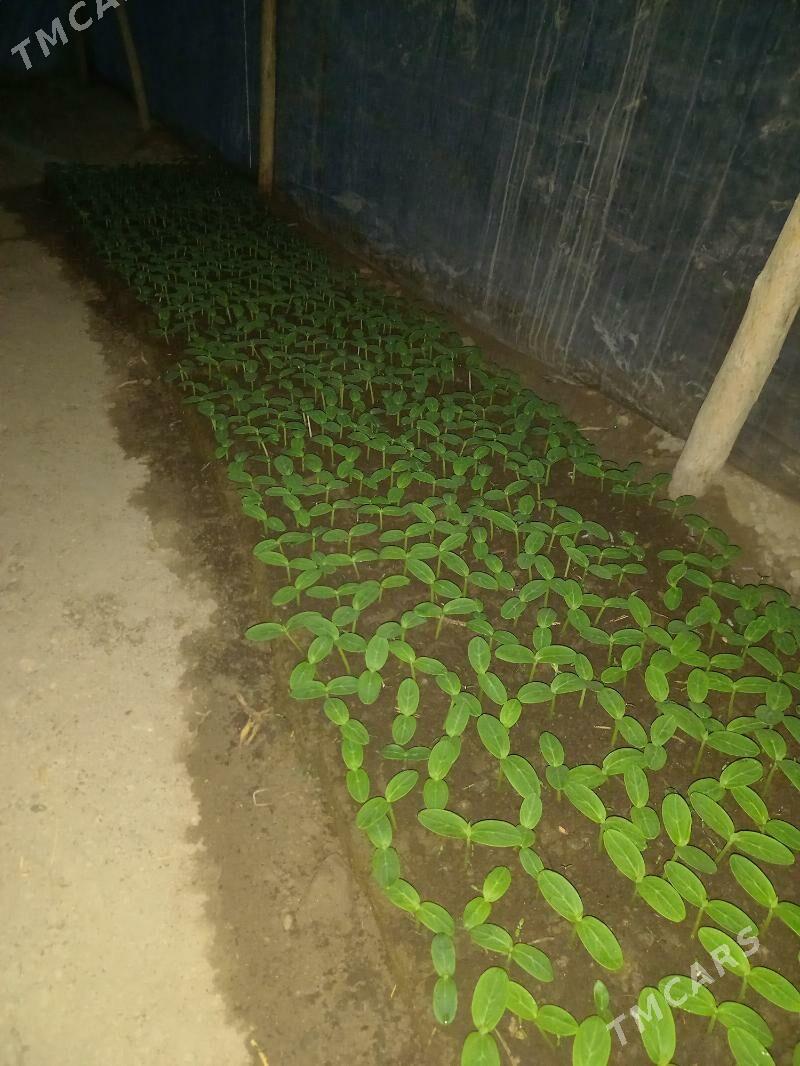 агурцы нахел , парнига экмане - Дашогуз - img 3