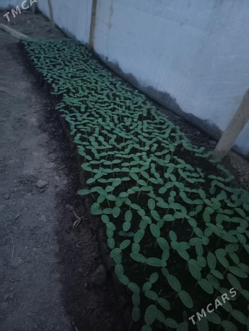 агурцы нахел , парнига экмане - Дашогуз - img 1