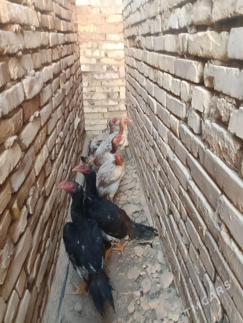 Beyes towuk we horoz juje - Baýramaly - img 2