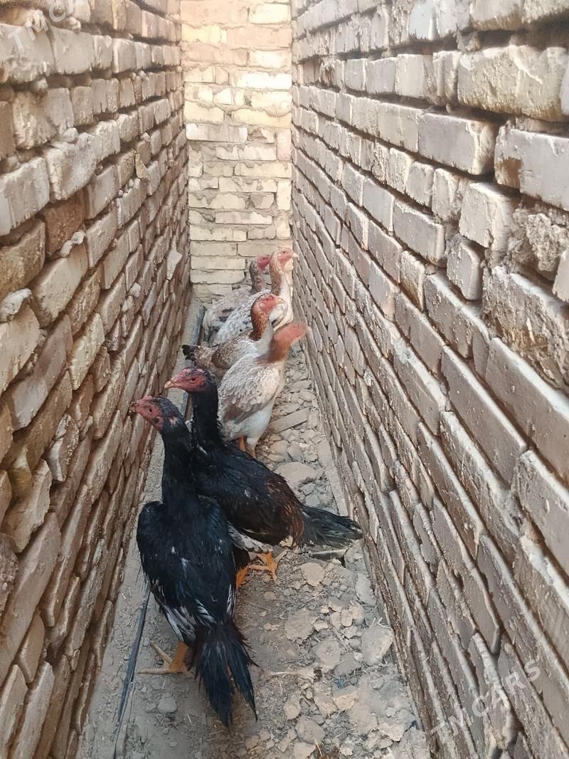 Beyes towuk we horoz juje - Baýramaly - img 4