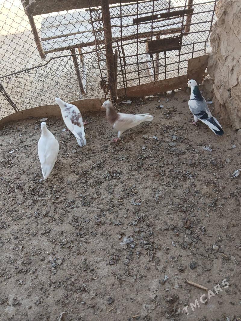 kepderi - Gyzylarbat - img 1